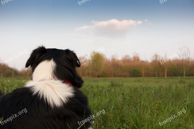 Dog Landscape Hats Watch Fun