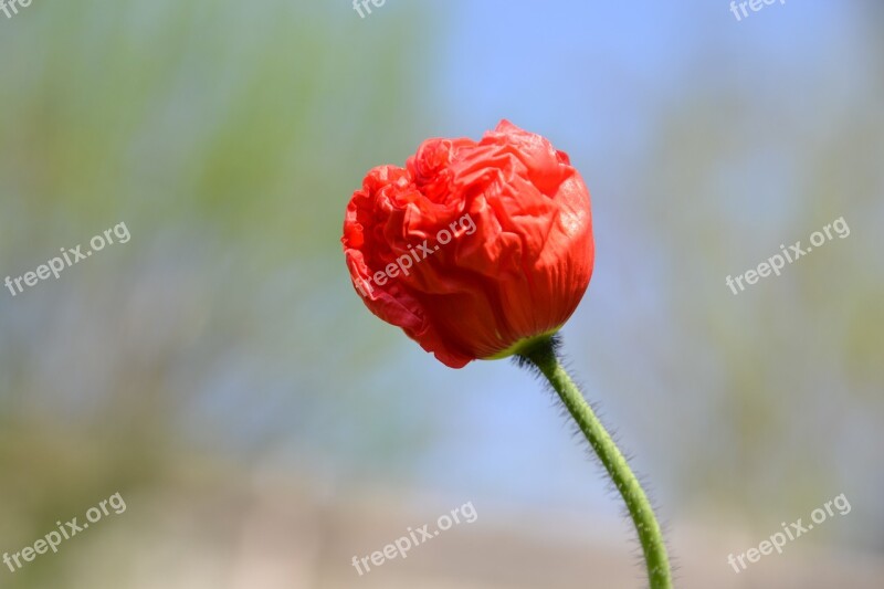 Poppy Red Blossom Bloom Flower