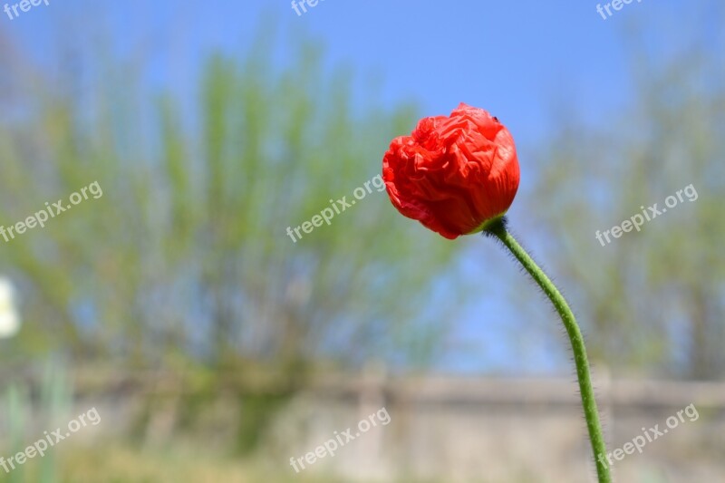 Poppy Red Blossom Bloom Flower