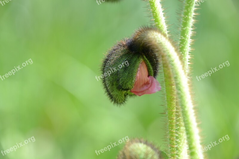 Poppy Capsule Half Open Poppy Green Plant