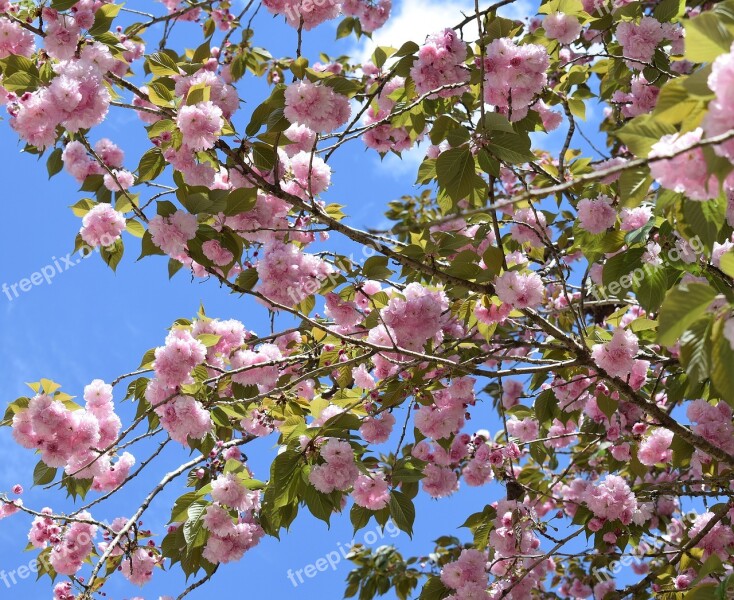 Japanese Cherry Blossoms Japanese Cherry Tree Tree Plant Nature