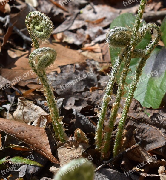 Ferns Unfurling Ferns Plant Fiddleheads New