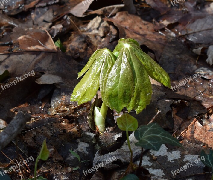 May Apple Plant Emerging May Apple Plant Foliage Flora