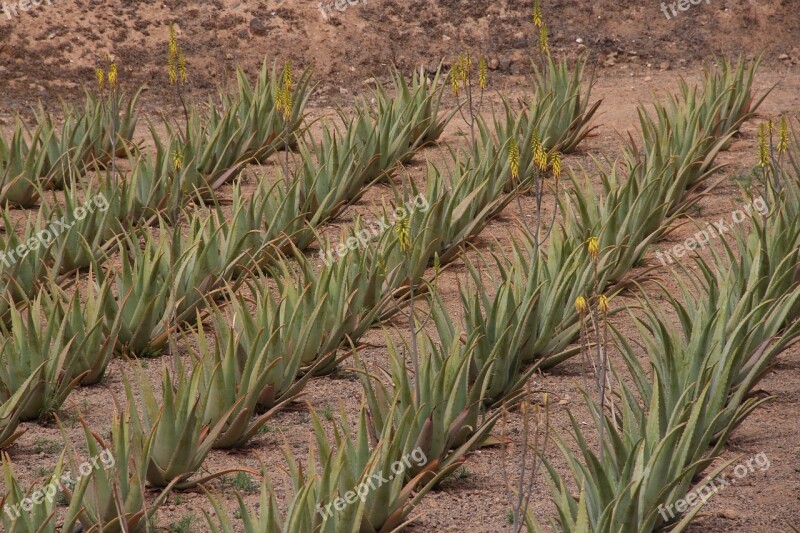 Aloe Vera Plantations Plants Canary Islands Plantation