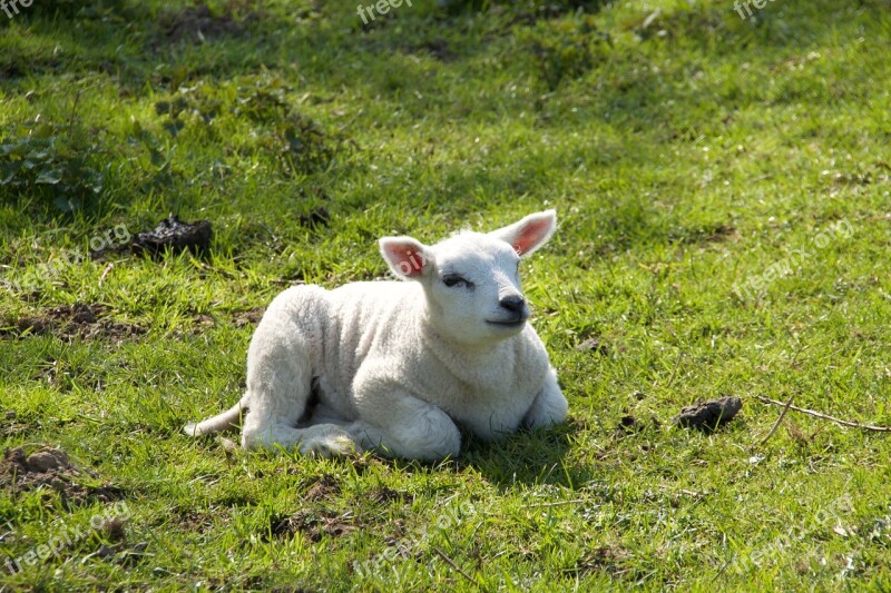 Spring Lambs Sheep Young Animal