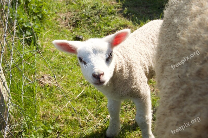 Spring Lambs Sheep Young Animal