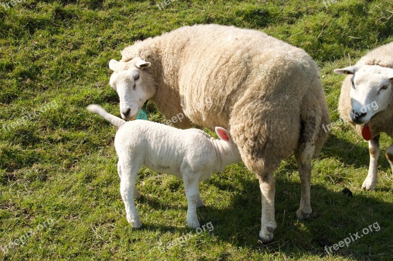 Spring Lambs Sheep Young Animal