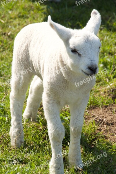 Spring Lambs Sheep Young Animal