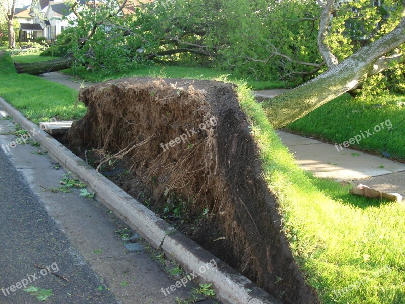 Tree Roots Tornado Tree With Roots Climate Change