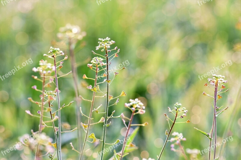 Meadow Herbs Halme Flowers Nature