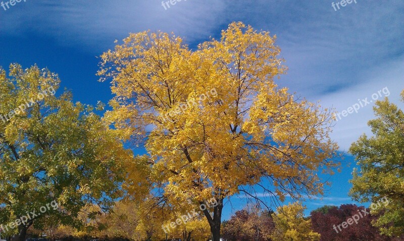 Yellow Tree Fall Autumn Free Photos