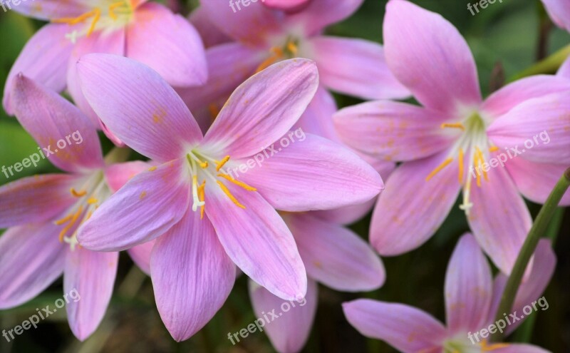 Crocus Garden Flowers Pink Flower Wild Saffron