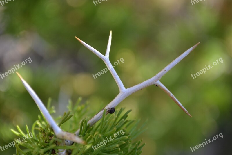 Thorn Cactus Pinch Desert Plant