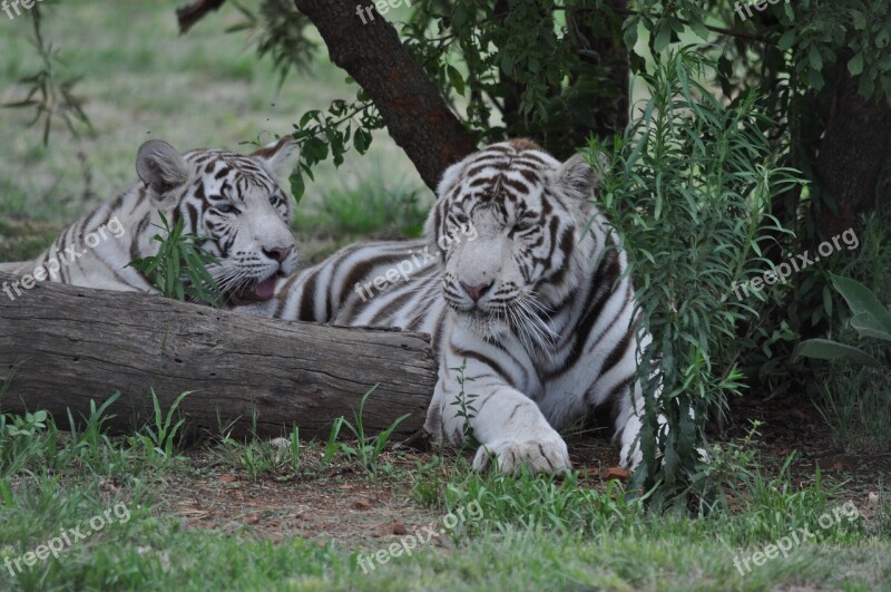 White Tigers Nature Wildlife Free Photos