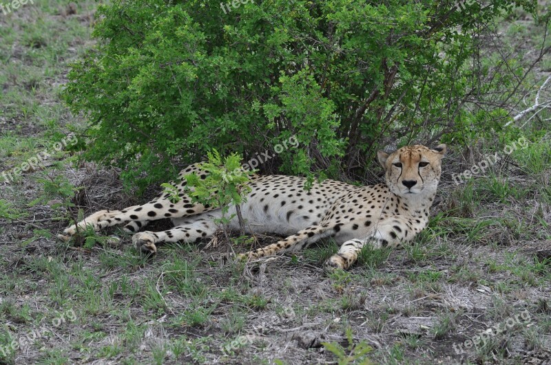 African Cheetah Cheetah Wildlife Free Photos