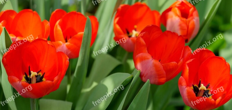 Tulips Red Spring Flowers Shining