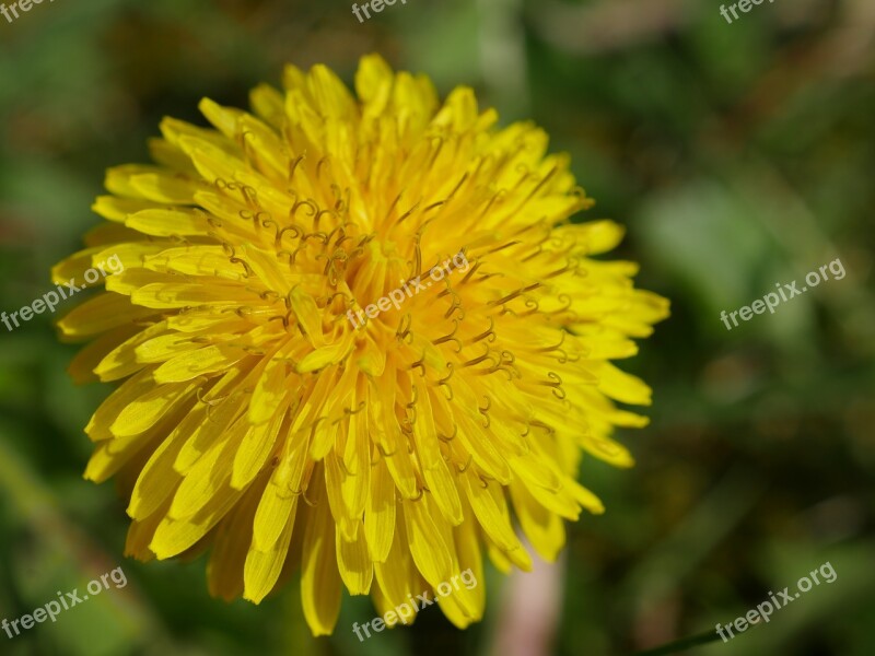 Dandelion Yellow Close Up Macro Details