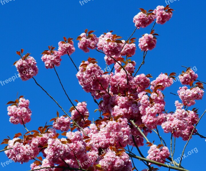 Cherry Blossom Tree Spring Flowers Flowering Trees