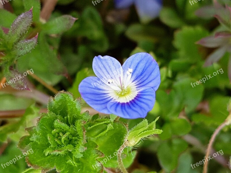 A Large Spring Near Where The Flame Big With Paid Real Flower Dog Balls Flower Spring Flowers Wildflower