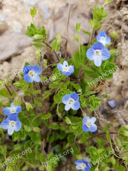 A Large Spring Near Where The Flame Dog Balls Flower Big With Paid Real Flower Spring Flowers Wildflower