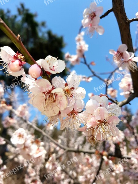 Plum Plum Trees Plum Tree Plum Blossoms Jeonju