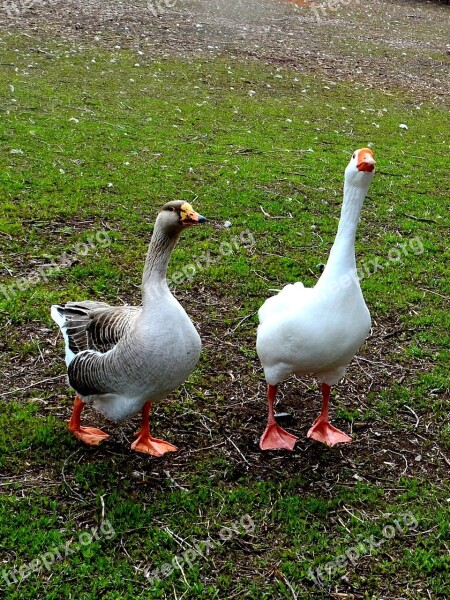 Geese Goose Bird White Nature