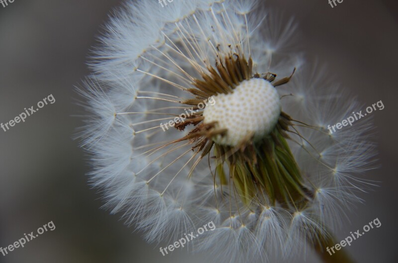 Dandelion Wish Nature Spring Flower