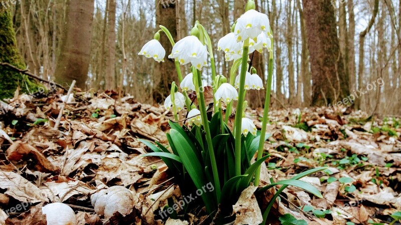 Spring Snowflake Flowers Nature Plants