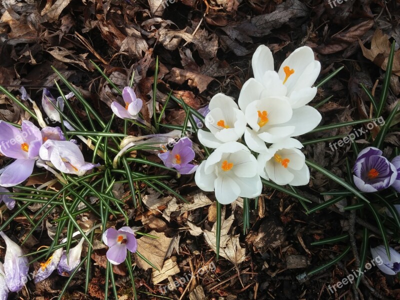 Flowers Spring Crocuses Free Photos