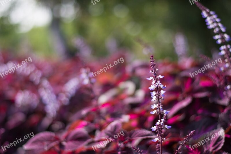 Wetlands Plant Canton Free Photos