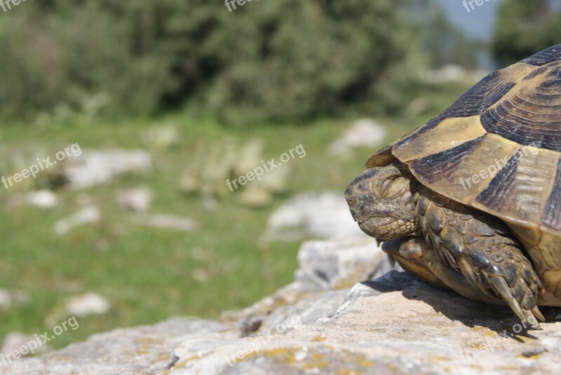 Tortoise Calm Nature Free Photos