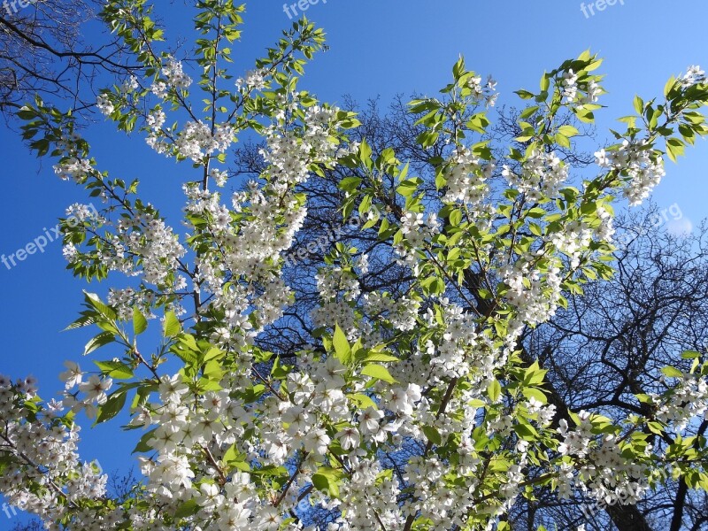 Blossom Cherry Cherry Blossom Cherry Blossoms Spring