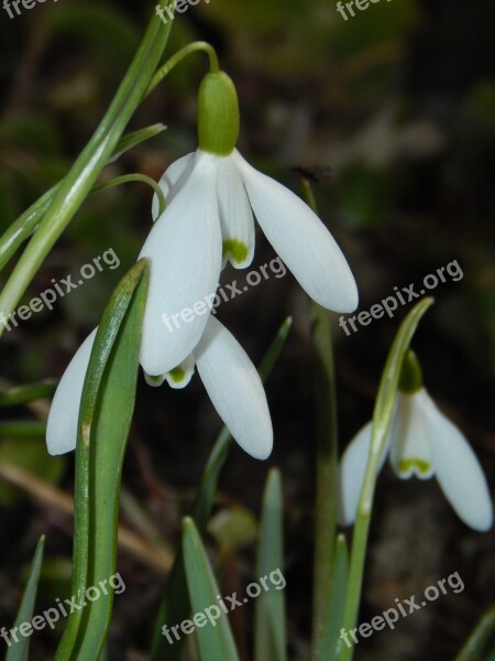 Snowdrop Early Bloomer Spring Flower Signs Of Spring Spring