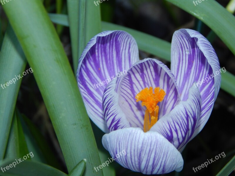 Crocus Spring Early Bloomer Purple Spring Crocus