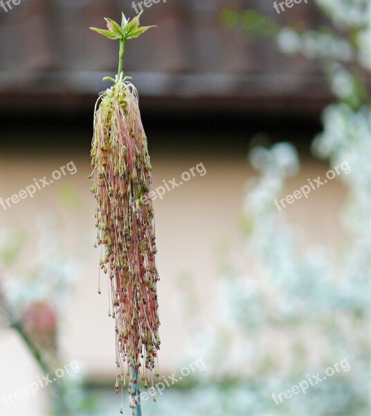 Spring Bud Fresh Green Green Fresh