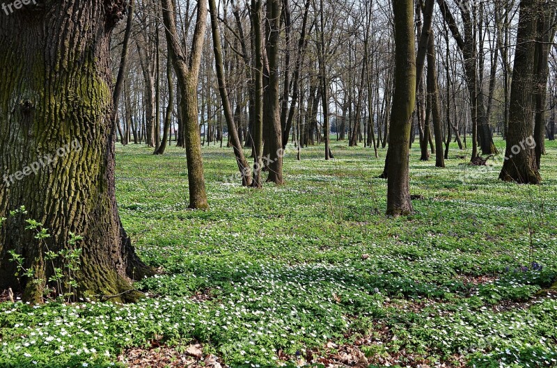 Forest Tree Flowers Nature Spring