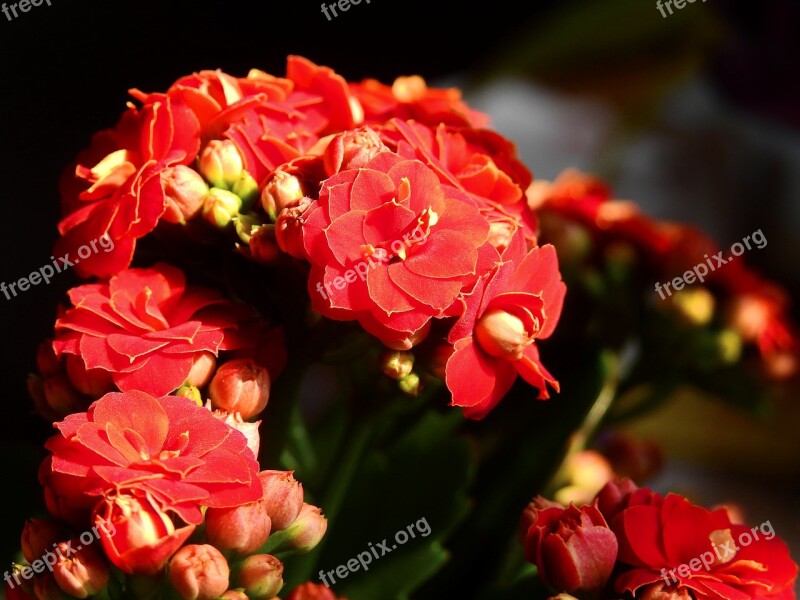 Flowers Blossom Bloom Nature Plant