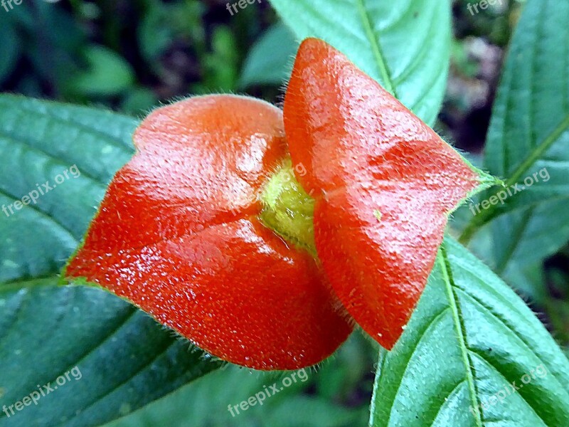 Flower Psychotria Red Lips Rubiaceae Costa Rica