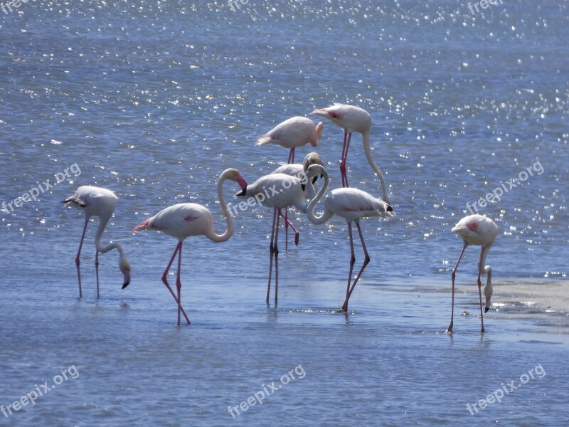 Flamenco Flemish Flamingo Delta Del Ebre Marshes