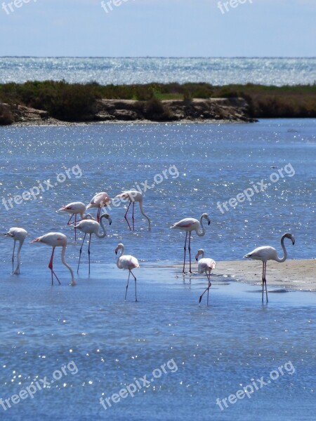 Flamenco Flemish Flamingo Delta Del Ebre Marshes