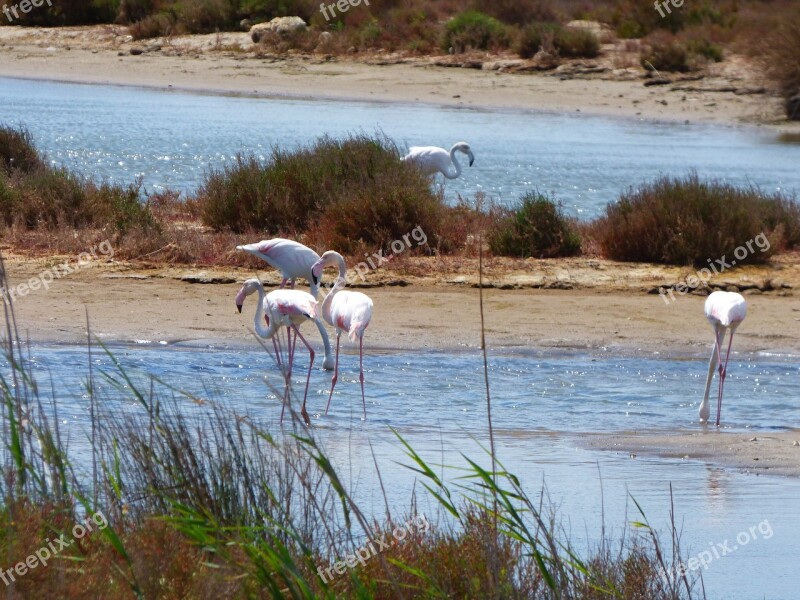 Flamenco Flemish Flamingo Delta Del Ebre Marshes