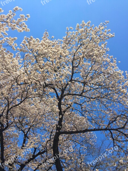 Sakura Spring Japan Blossom Cherry