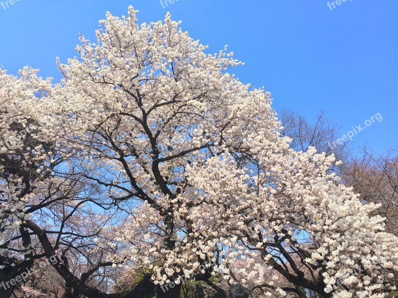 Sakura Spring Japan Blossom Cherry