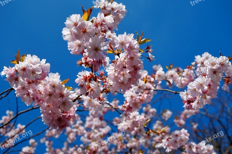 Flowers Spring Japanese Cherry Blossom Tree White