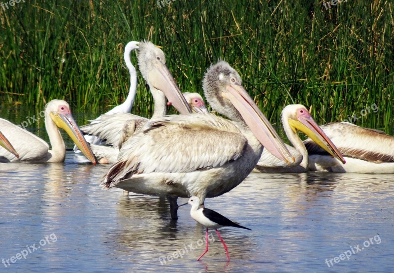 Bird Great White Pelican Pelecanus Onocrotalus Eastern White Pelican Rosy Pelican