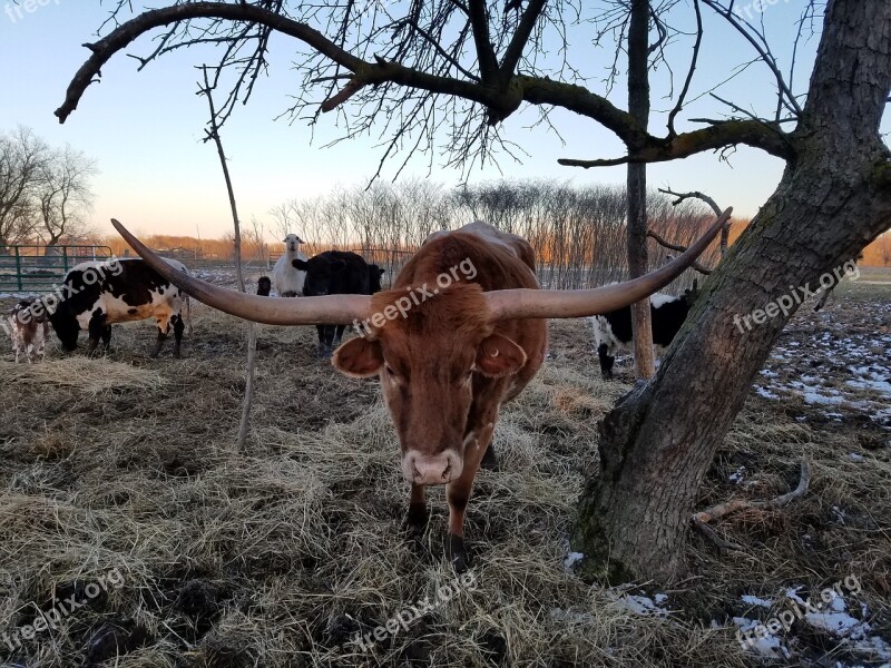 Texas Longhorn Cattle Cow Texas Longhorn