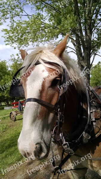 Amish Horse Farm Rural County