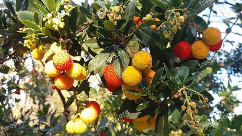 Autumn Fruits Nature Trees Martorell