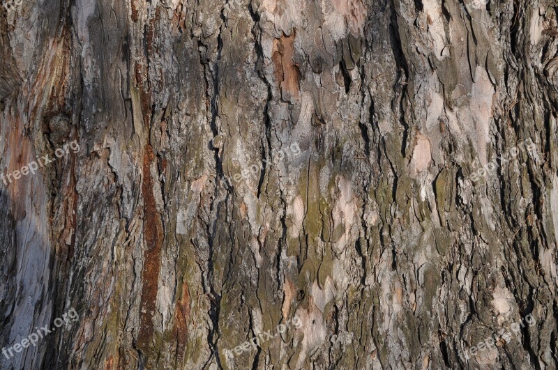 Bark Tree Trunk Tree Bark Texture