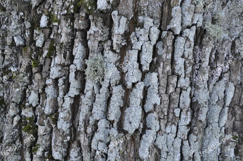 Bark Tree Winter Leann Texture